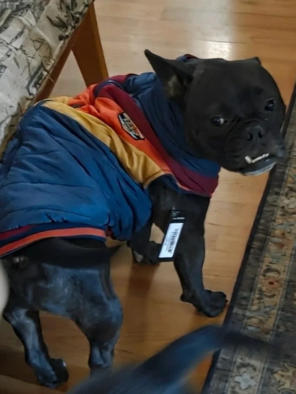 Fabdog nwt chevron